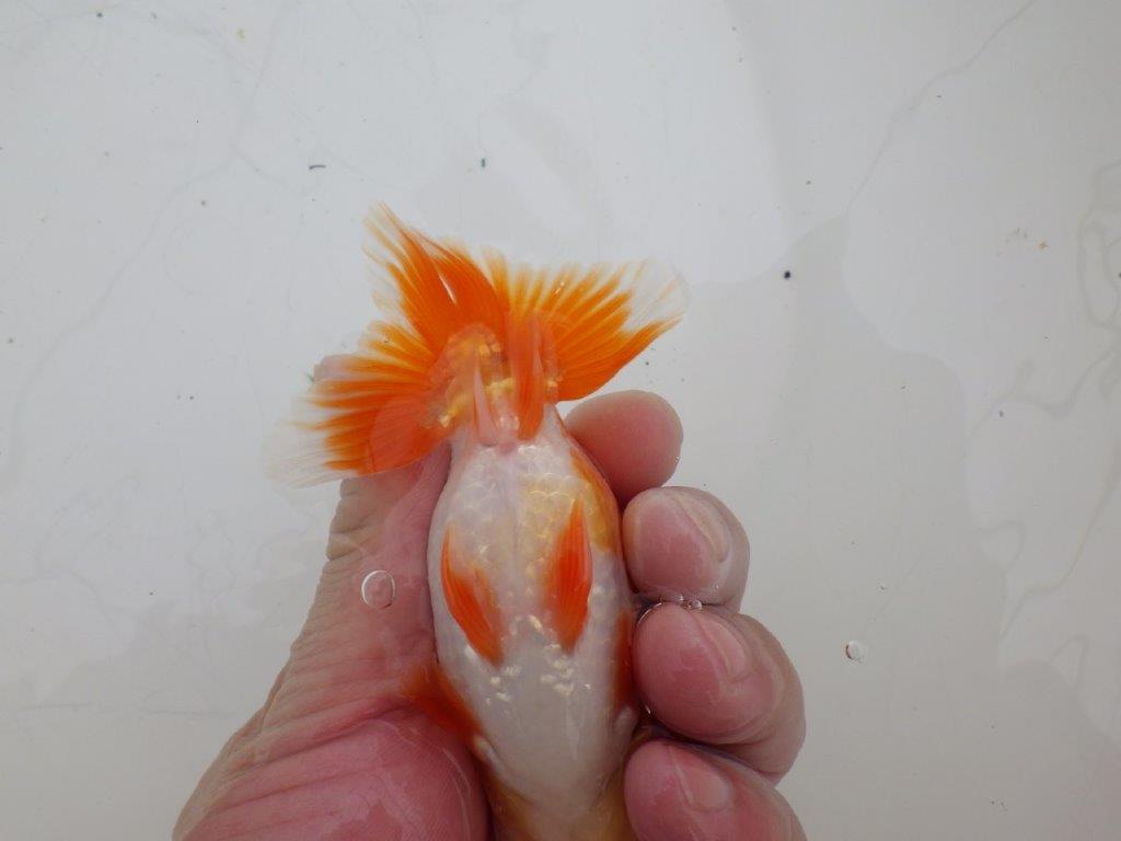 【ゴールデンウィーク期間限定セール】雰囲気抜群！明け弐歳らんちゅう約12㎝オス？