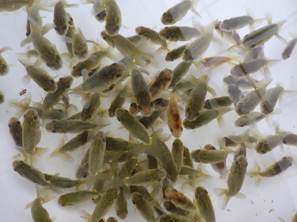 【全国大会東大関獲得系統 】４月２９日入荷の中から尾張りの良い１０尾！限定２セットの上身