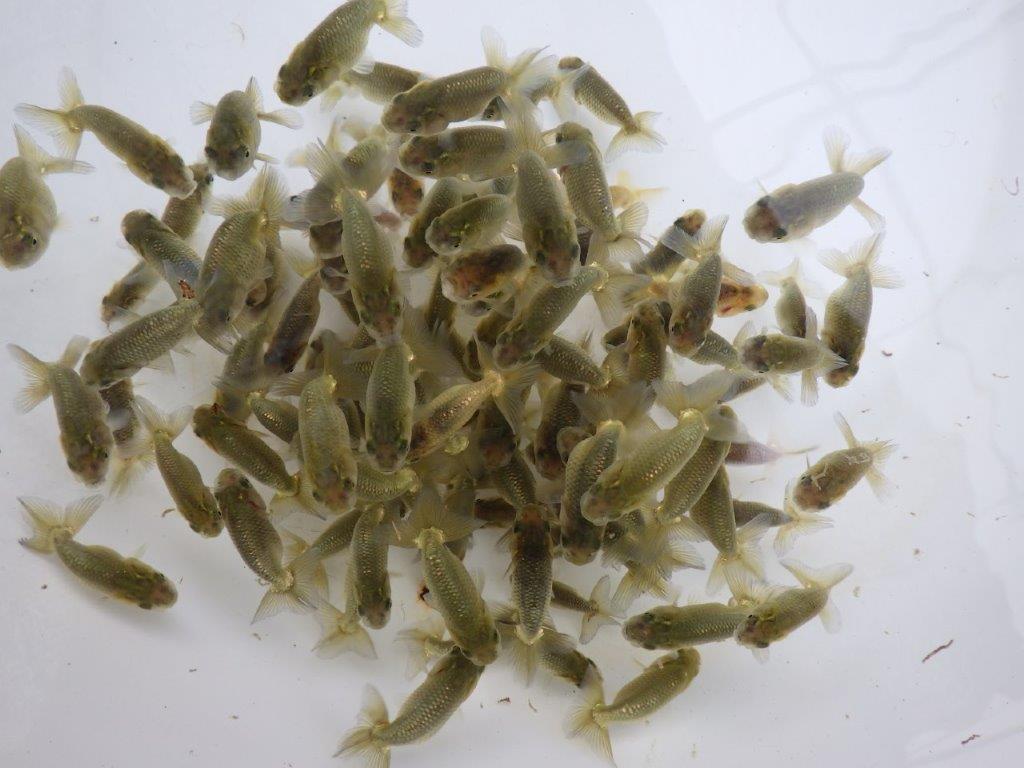 【全国大会東大関獲得系統 】４月２９日入荷の中から尾張りの良い２０尾！の上身