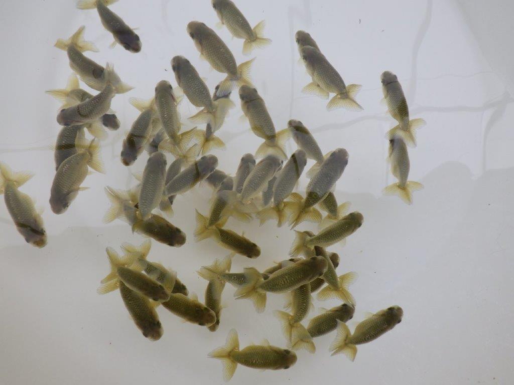 【愛知超優良系統 】4月29日　入荷の中から尾張りの良い１０尾セットの上身