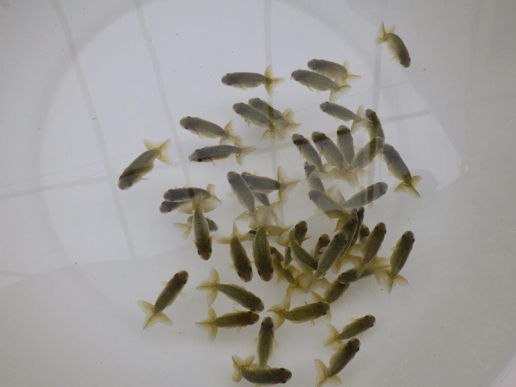 【愛知超優良系統 】4月29日　観賞用お勧め青仔２０尾セットの上身