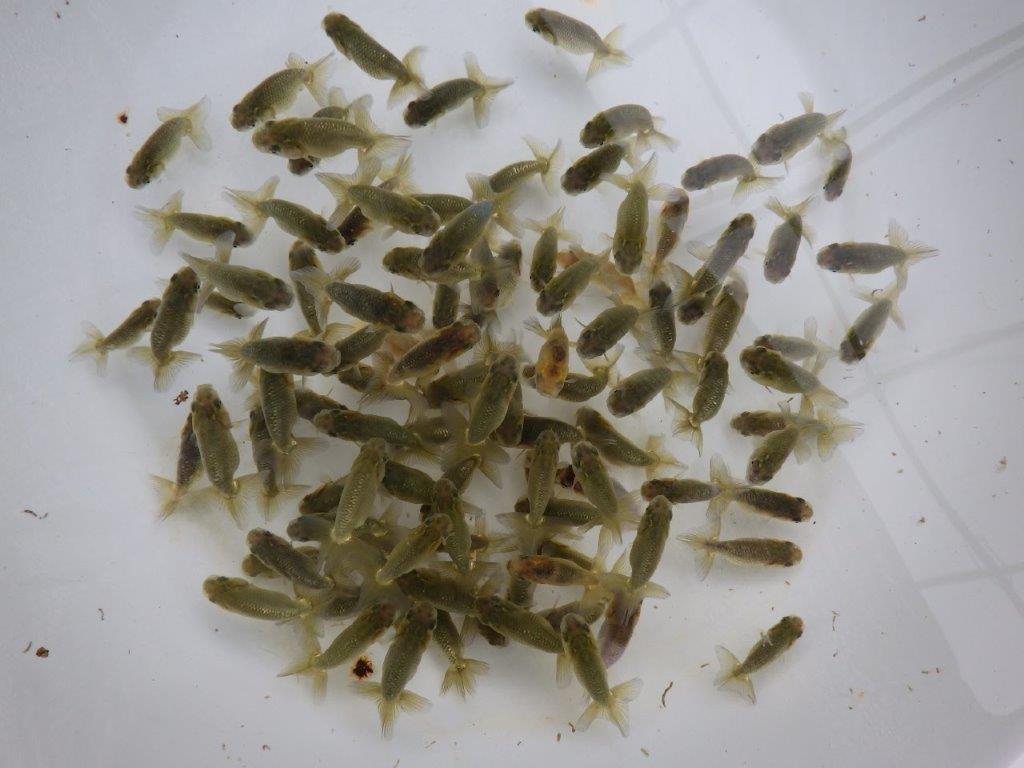 【全国大会東大関獲得系統 】ヒーター加温なしで管理中の観賞用黒仔３０尾セットの上身