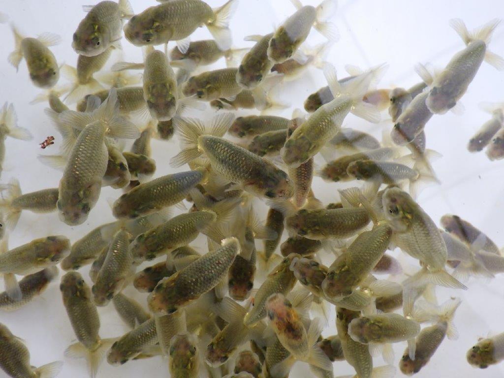 【全国大会東大関獲得系統 】ヒーター加温なしで管理中の観賞用黒仔30尾セット