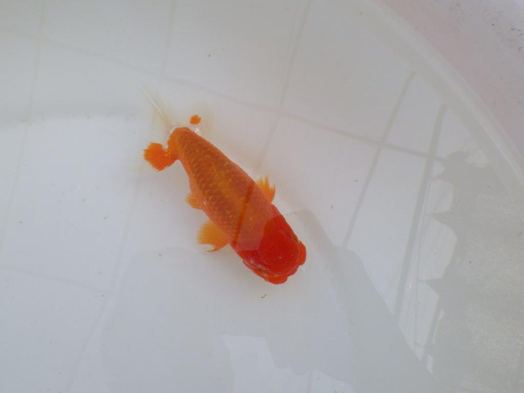 尾型が良く背も綺麗な赤勝ち更紗らんちゅう　明け二歳魚　 　約13,5ｃｍ　オス【管理魚】