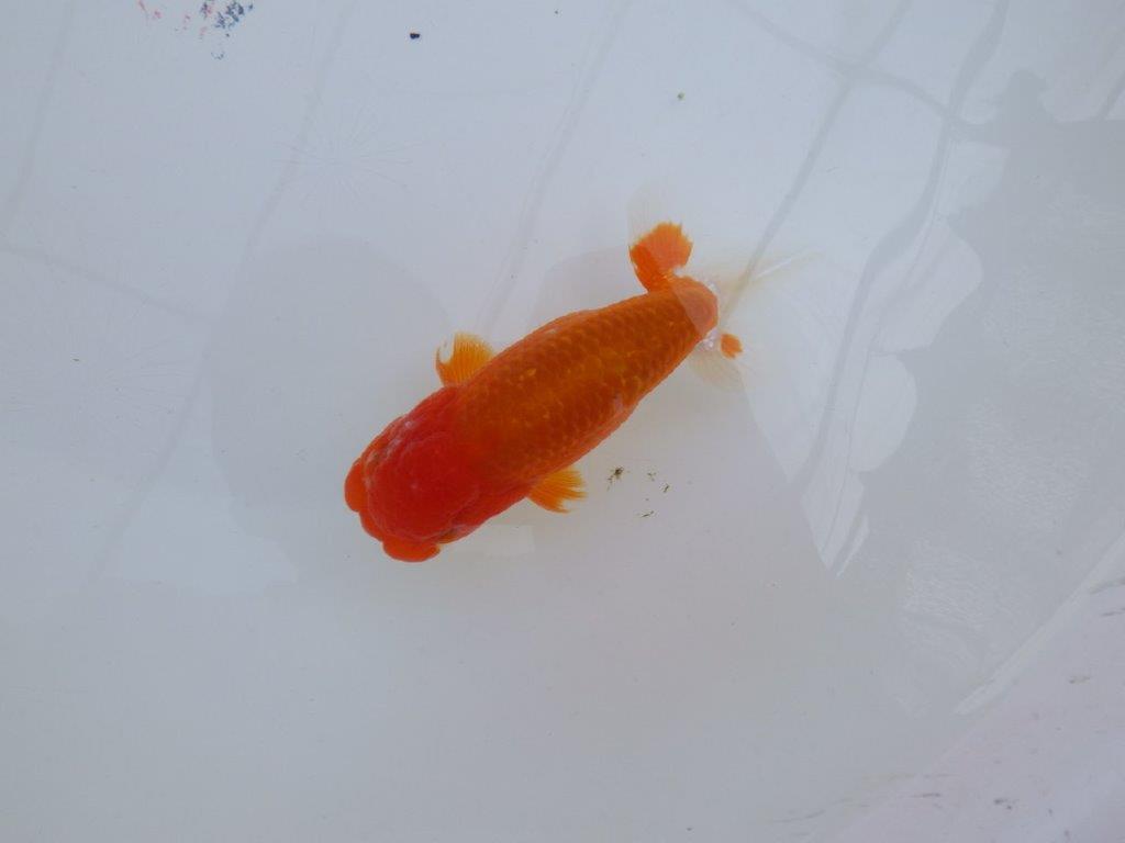 尾型が良く背も綺麗な赤勝ち更紗らんちゅう　明け二歳魚　 　約13,5ｃｍ　オス【管理魚】