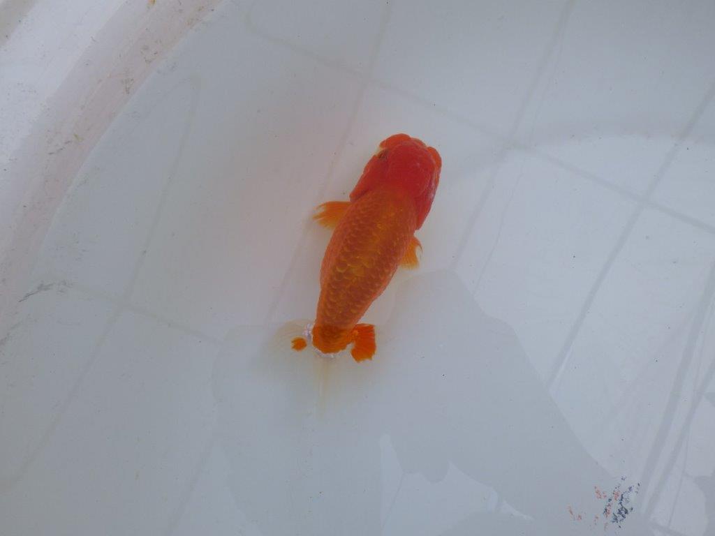 尾型が良く背も綺麗な赤勝ち更紗らんちゅう　明け二歳魚　 　約13,5ｃｍ　オス【管理魚】