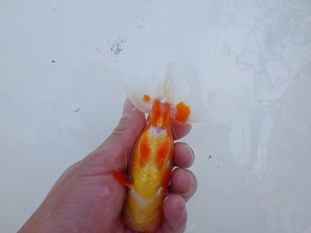 尾型が良く背も綺麗な赤勝ち更紗らんちゅう　明け二歳魚　 　約13,5ｃｍ　オス【管理魚】