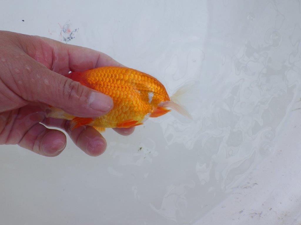 尾型が良く背も綺麗な赤勝ち更紗らんちゅう　明け二歳魚　 　約13,5ｃｍ　オス【管理魚】