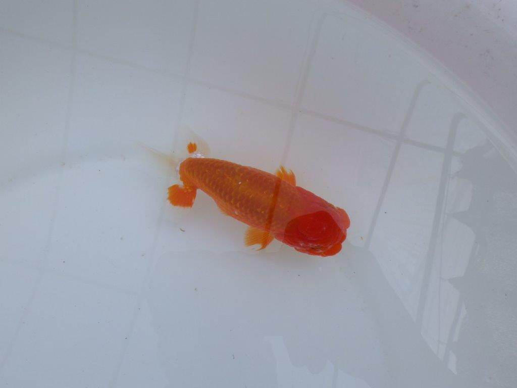 尾型が良く背も綺麗な赤勝ち更紗らんちゅう　明け二歳魚　 　約13,5ｃｍ　オス【管理魚】の上身