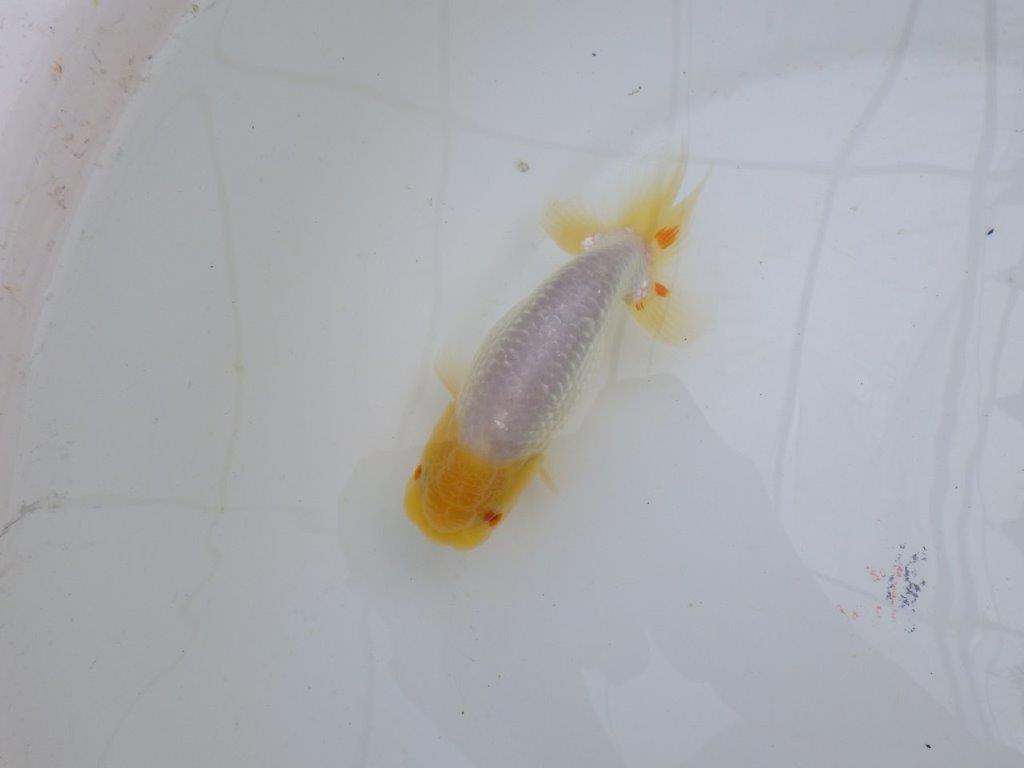 尾型が良く背も綺麗な白らんちゅう　明け二歳魚　 　約13,5ｃｍ　オス【管理魚】