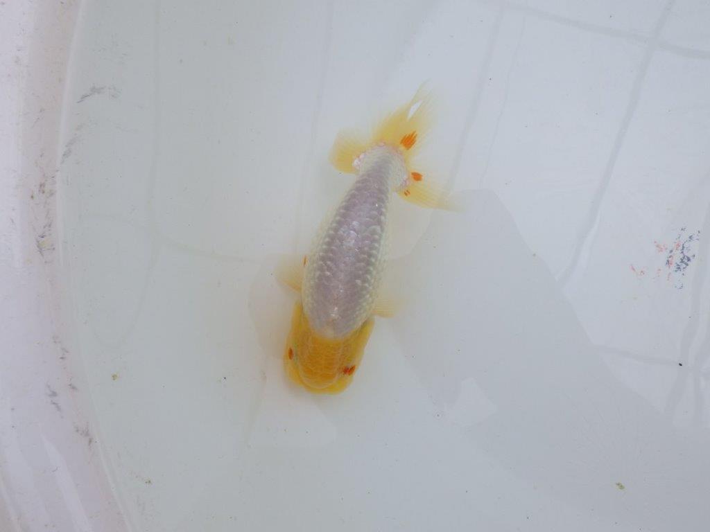 尾型が良く背も綺麗な白らんちゅう　明け二歳魚　 　約13,5ｃｍ　オス【管理魚】