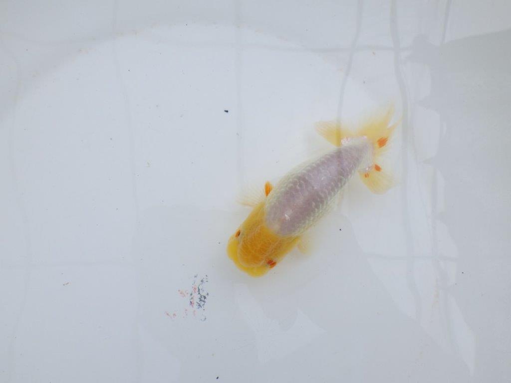 尾型が良く背も綺麗な白らんちゅう　明け二歳魚　 　約13,5ｃｍ　オス【管理魚】