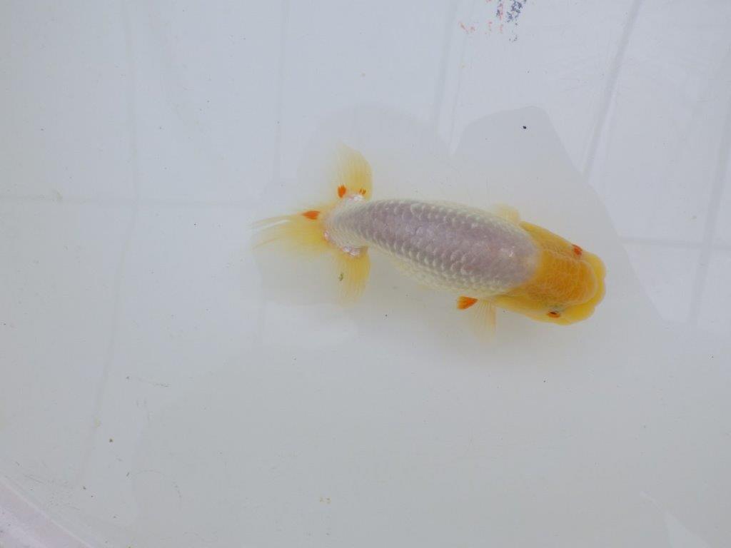 尾型が良く背も綺麗な白らんちゅう　明け二歳魚　 　約13,5ｃｍ　オス【管理魚】
