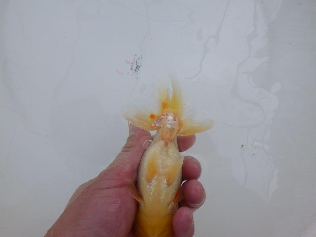 尾型が良く背も綺麗な白らんちゅう　明け二歳魚　 　約13,5ｃｍ　オス【管理魚】