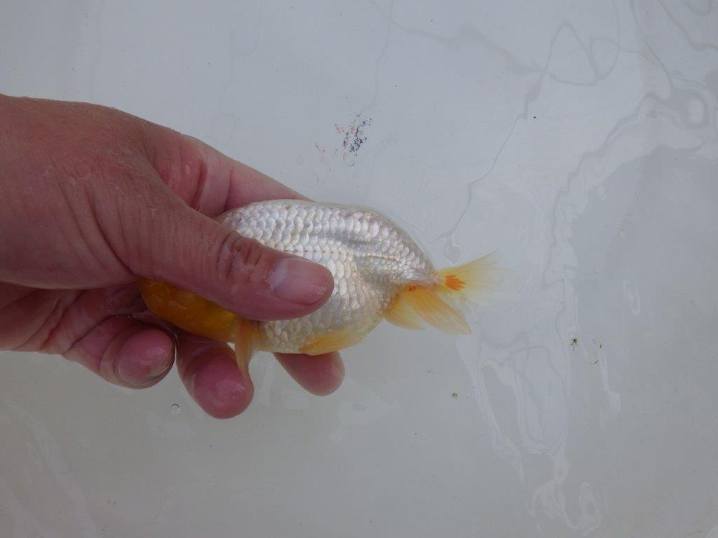 尾型が良く背も綺麗な白らんちゅう　明け二歳魚　 　約13,5ｃｍ　オス【管理魚】