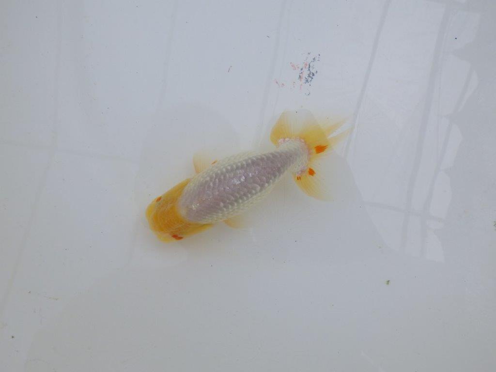 尾型が良く背も綺麗な白らんちゅう　明け二歳魚　 　約13,5ｃｍ　オス【管理魚】の上身
