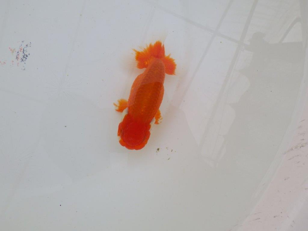 尾型が良く種にもお勧めのらんちゅう　明け二歳魚　 　約12ｃｍ　オス【管理魚】