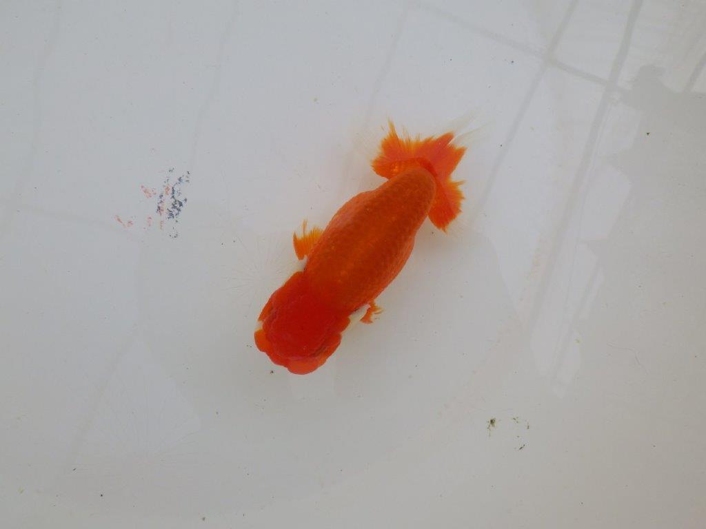 尾型が良く種にもお勧めのらんちゅう　明け二歳魚　 　約12ｃｍ　オス【管理魚】の上身