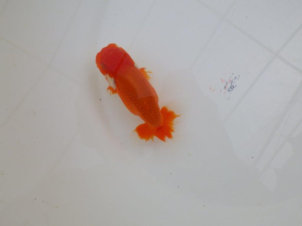 尾型が良く種にもお勧めのらんちゅう　明け二歳魚　 　約12ｃｍ　オス【管理魚】