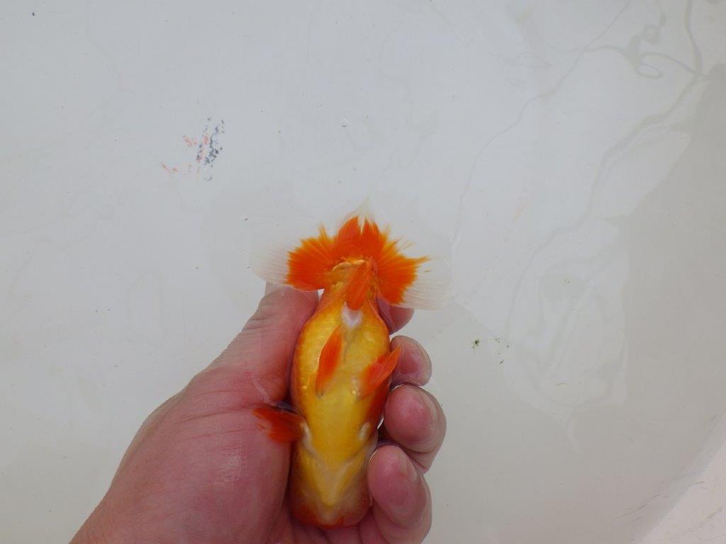 尾型が良く種にもお勧めのらんちゅう　明け二歳魚　 　約12ｃｍ　オス【管理魚】