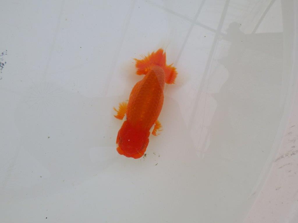 尾型が良く種にもお勧めのらんちゅう　明け二歳魚　 　約12ｃｍ　オス【管理魚】