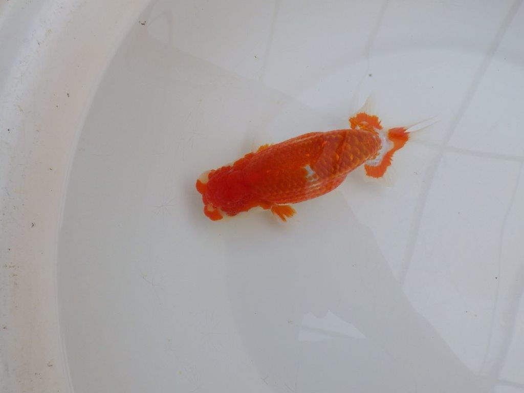 【田中氏】小豆系の綺麗な柄をした赤勝ち更紗らんちゅう　明け弐歳魚　 　約15,5㎝　オス？