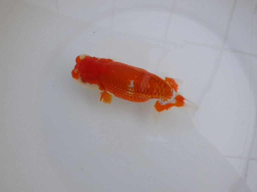 【田中氏】小豆系の綺麗な柄をした赤勝ち更紗らんちゅう　明け弐歳魚　 　約15,5㎝　オス？