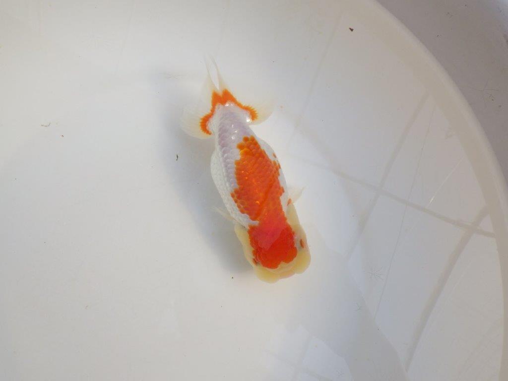 【田中氏】しっかりした体系の白勝ち更紗らんちゅう　明け弐歳魚　 　約15,5㎝　メス？
