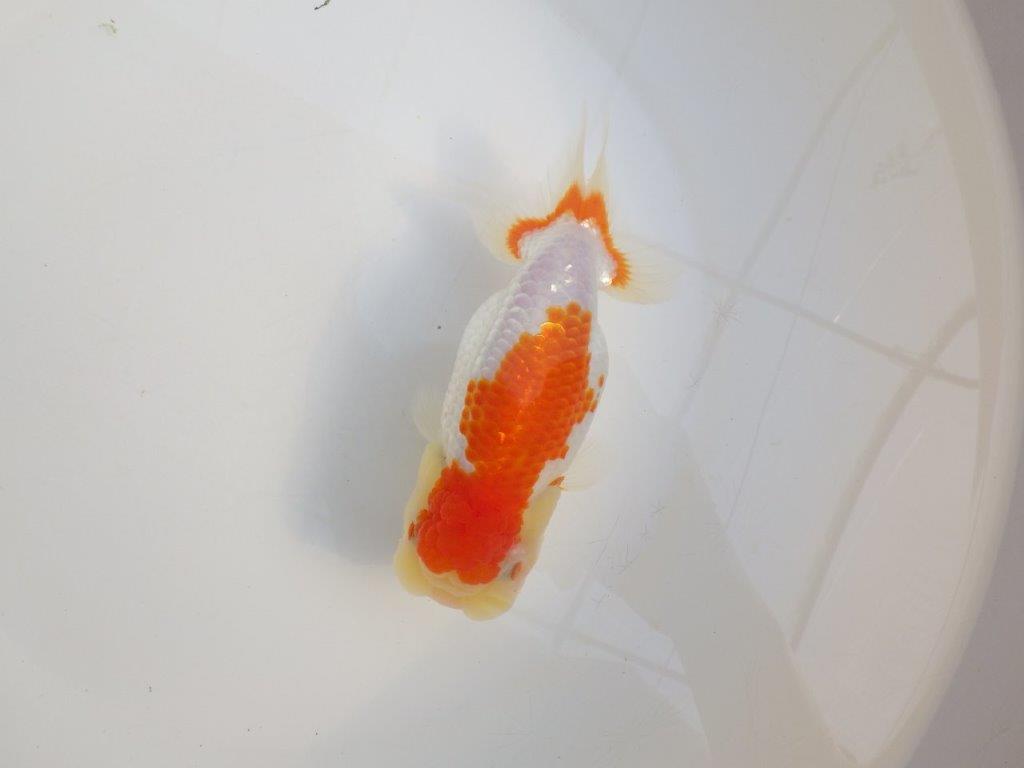 【田中氏】しっかりした体系の白勝ち更紗らんちゅう　明け弐歳魚　 　約15,5㎝　メス？の上身