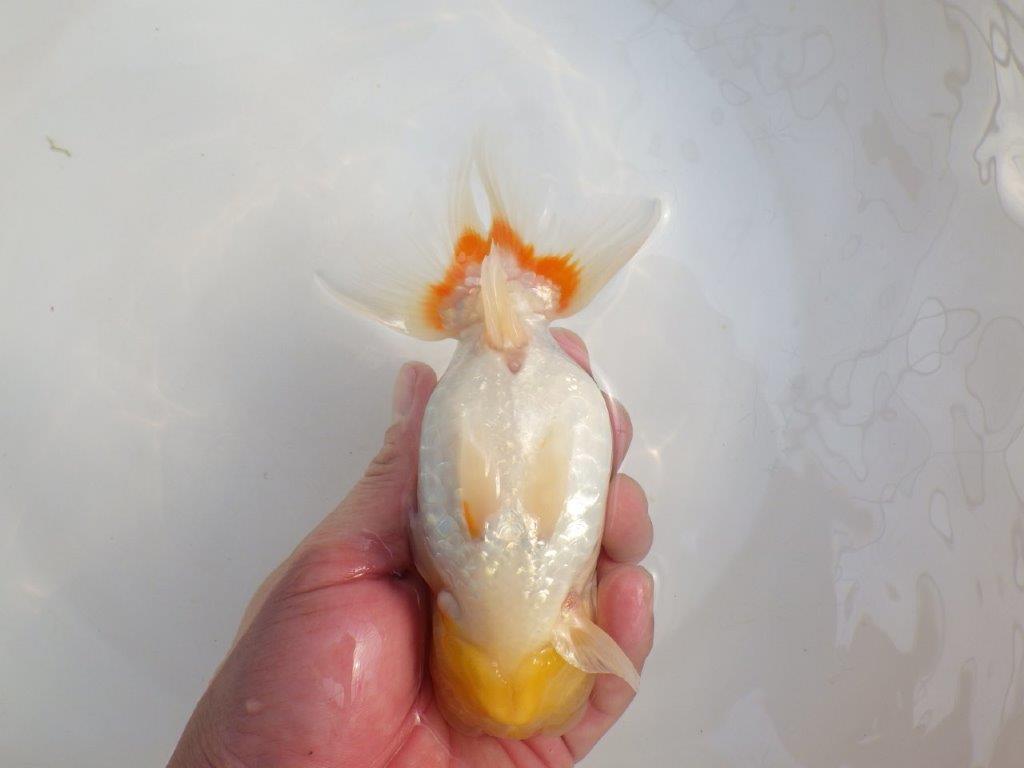 【田中氏】しっかりした体系の白勝ち更紗らんちゅう　明け弐歳魚　 　約15,5㎝　メス？