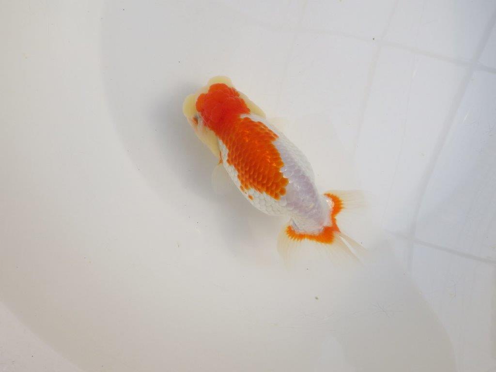 【田中氏】しっかりした体系の白勝ち更紗らんちゅう　明け弐歳魚　 　約15,5㎝　メス？
