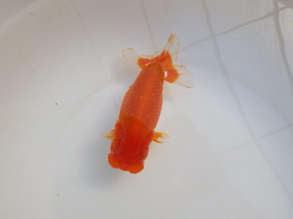 【田中氏】頭と尾張りの良い赤勝ち更紗らんちゅう　明け弐歳魚　 　約16㎝　オス？の上身