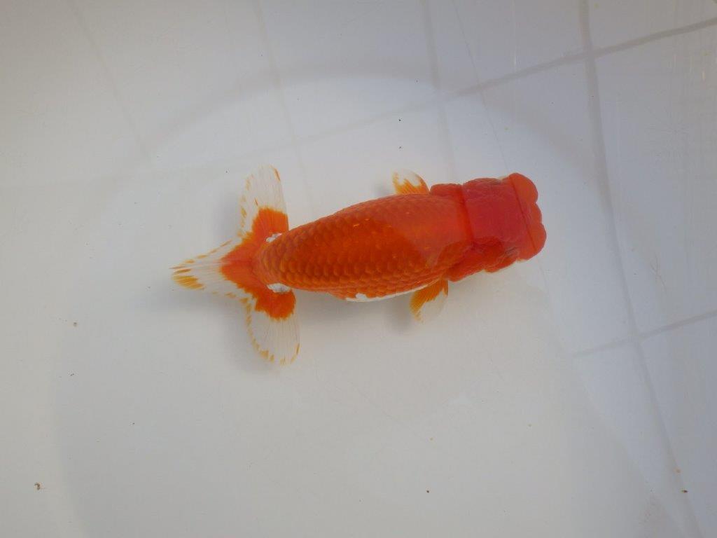 【田中氏】頭と尾張りの良い赤勝ち更紗らんちゅう　明け弐歳魚　 　約16㎝　オス？
