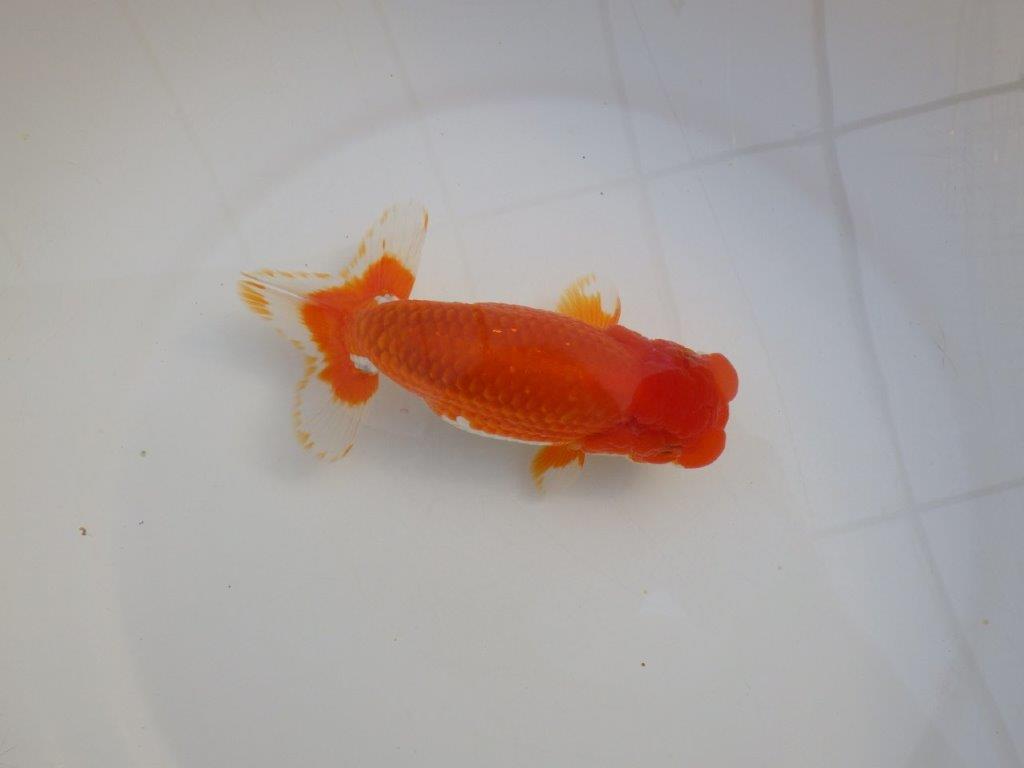 【田中氏】頭と尾張りの良い赤勝ち更紗らんちゅう　明け弐歳魚　 　約16㎝　オス？
