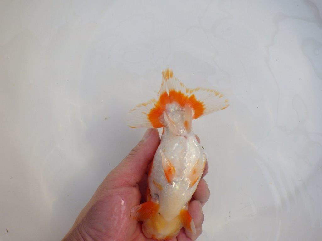 【田中氏】頭と尾張りの良い赤勝ち更紗らんちゅう　明け弐歳魚　 　約16㎝　オス？