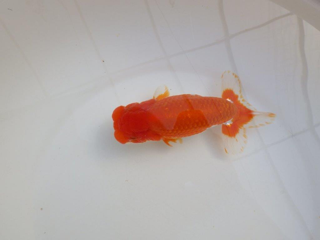 【田中氏】頭と尾張りの良い赤勝ち更紗らんちゅう　明け弐歳魚　 　約16㎝　オス？