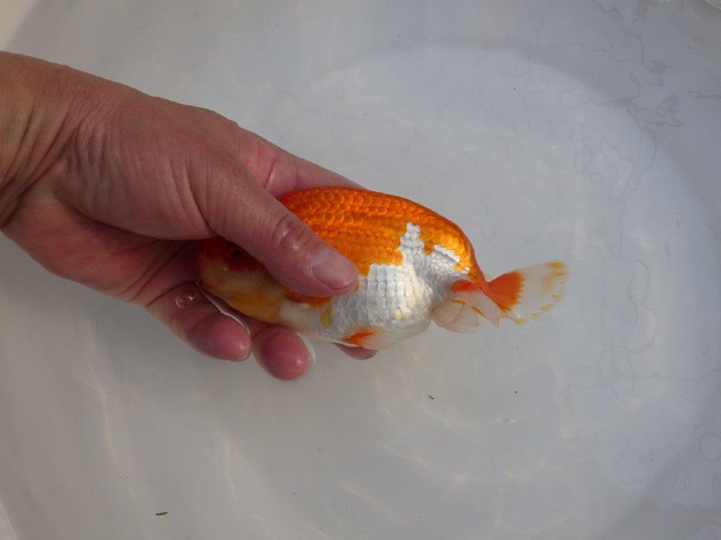 【田中氏】頭と尾張りの良い赤勝ち更紗らんちゅう　明け弐歳魚　 　約16㎝　オス？