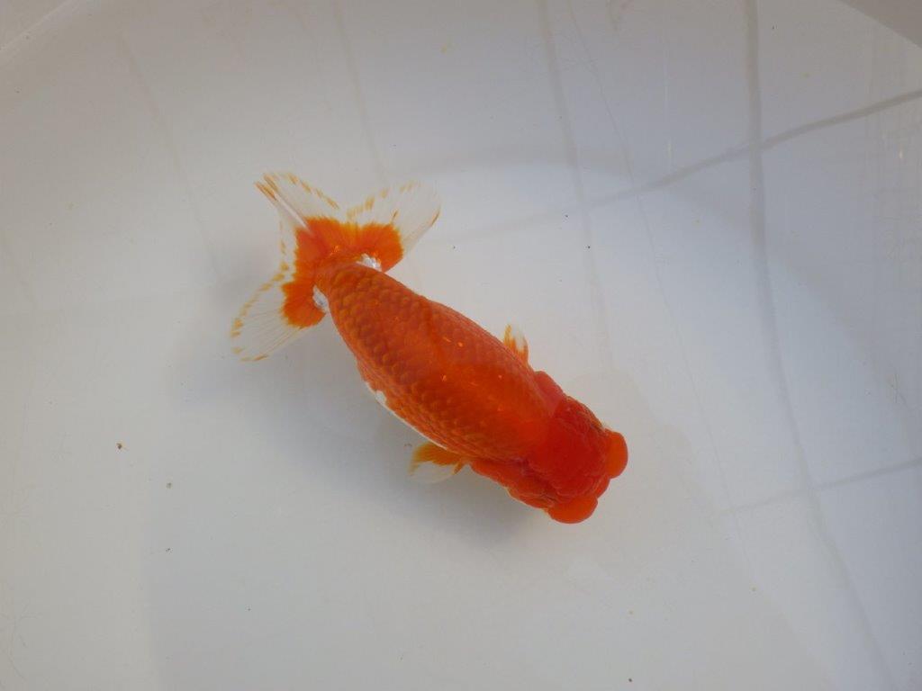 【田中氏】頭と尾張りの良い赤勝ち更紗らんちゅう　明け弐歳魚　 　約16㎝　オス？