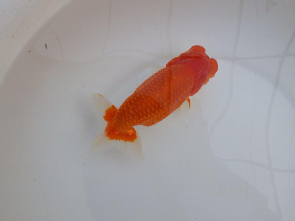 【田中氏】雰囲気が良くなってきた赤勝ち更紗らんちゅう　明け弐歳魚　 　約17㎝　メス？