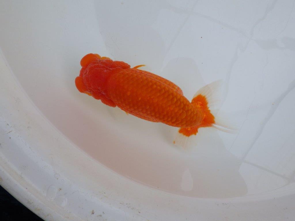 【田中氏】雰囲気が良くなってきた赤勝ち更紗らんちゅう　明け弐歳魚　 　約17㎝　メス？