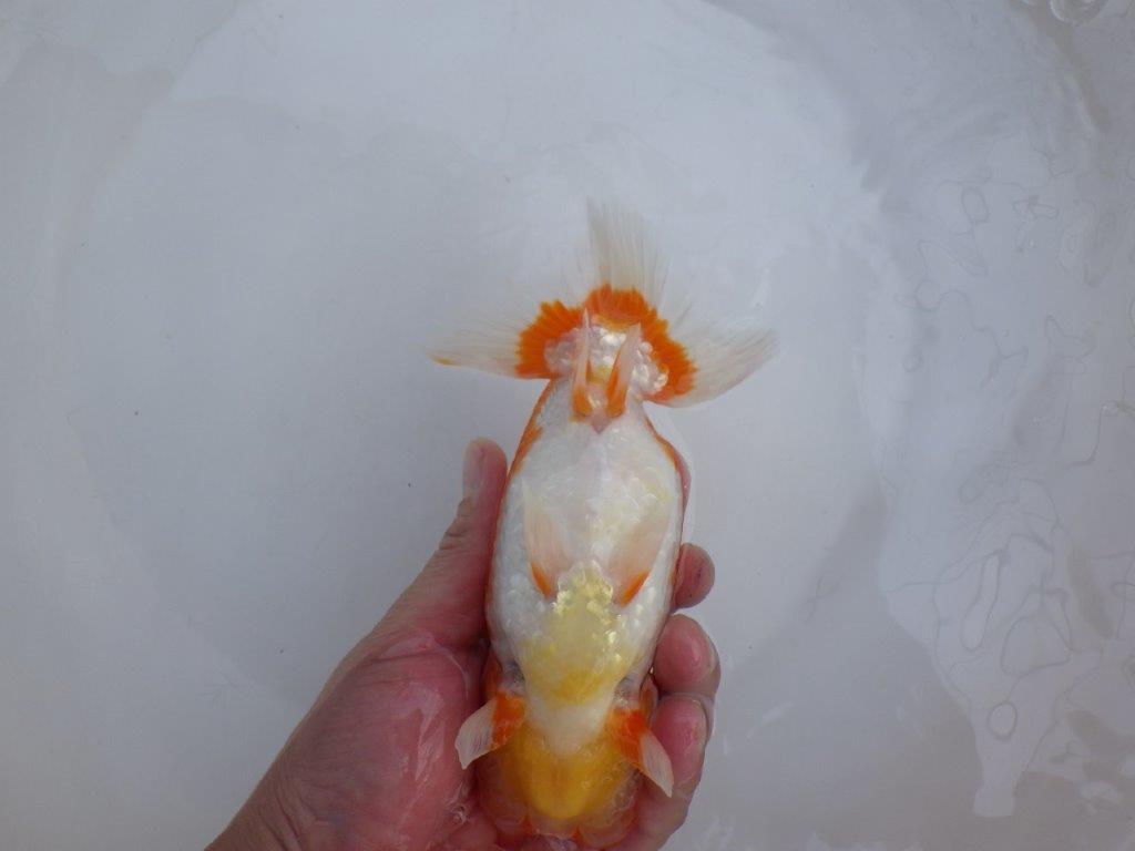 【田中氏】雰囲気が良くなってきた赤勝ち更紗らんちゅう　明け弐歳魚　 　約17㎝　メス？