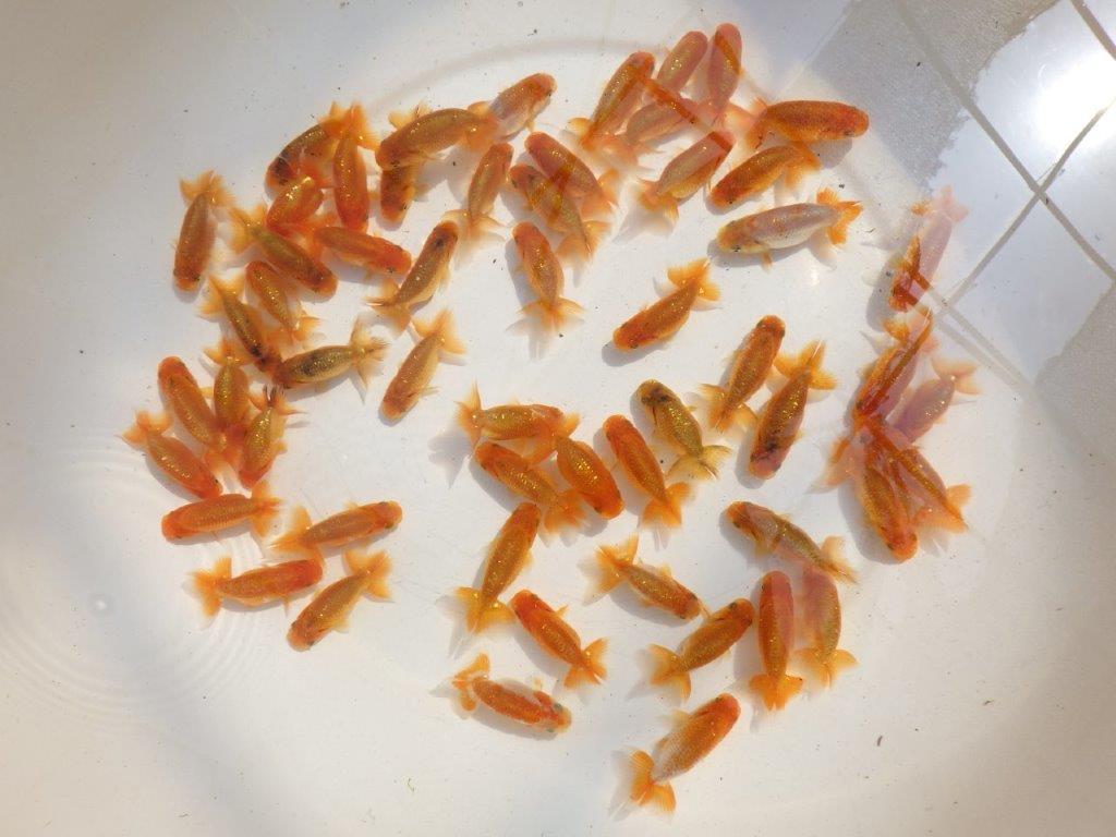 【愛知Ｍ様参弾】５月５日入荷魚の中から上質５尾セット約5~6,5㎝限定3セット