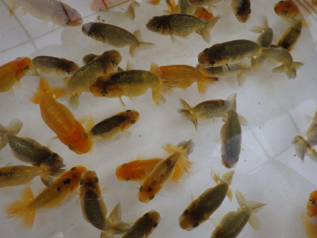 【日らん優等賞獲得系統 】５月６日入荷ご観賞お楽しみ５尾セット限定２セットの上身