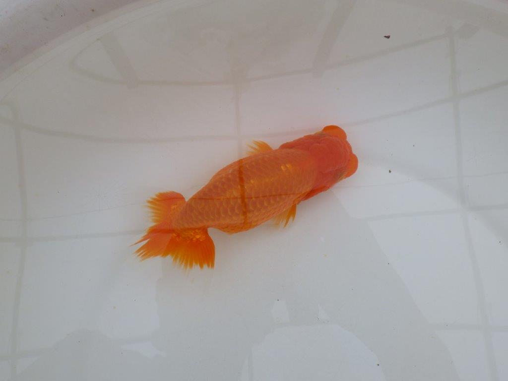 【岡山村上暢彦氏作】頭が良く尾の雰囲気も良いらんちゅう　明け弐歳魚　 　約15㎝　メス？