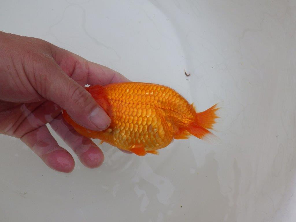 【岡山村上暢彦氏作】頭が良く尾の雰囲気も良いらんちゅう　明け弐歳魚　 　約15㎝　メス？