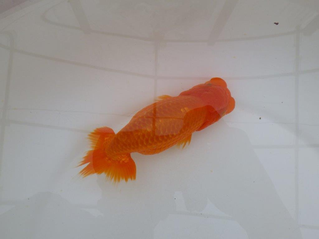 【岡山村上暢彦氏作】頭が良く尾の雰囲気も良いらんちゅう　明け弐歳魚　 　約15㎝　メス？の上身