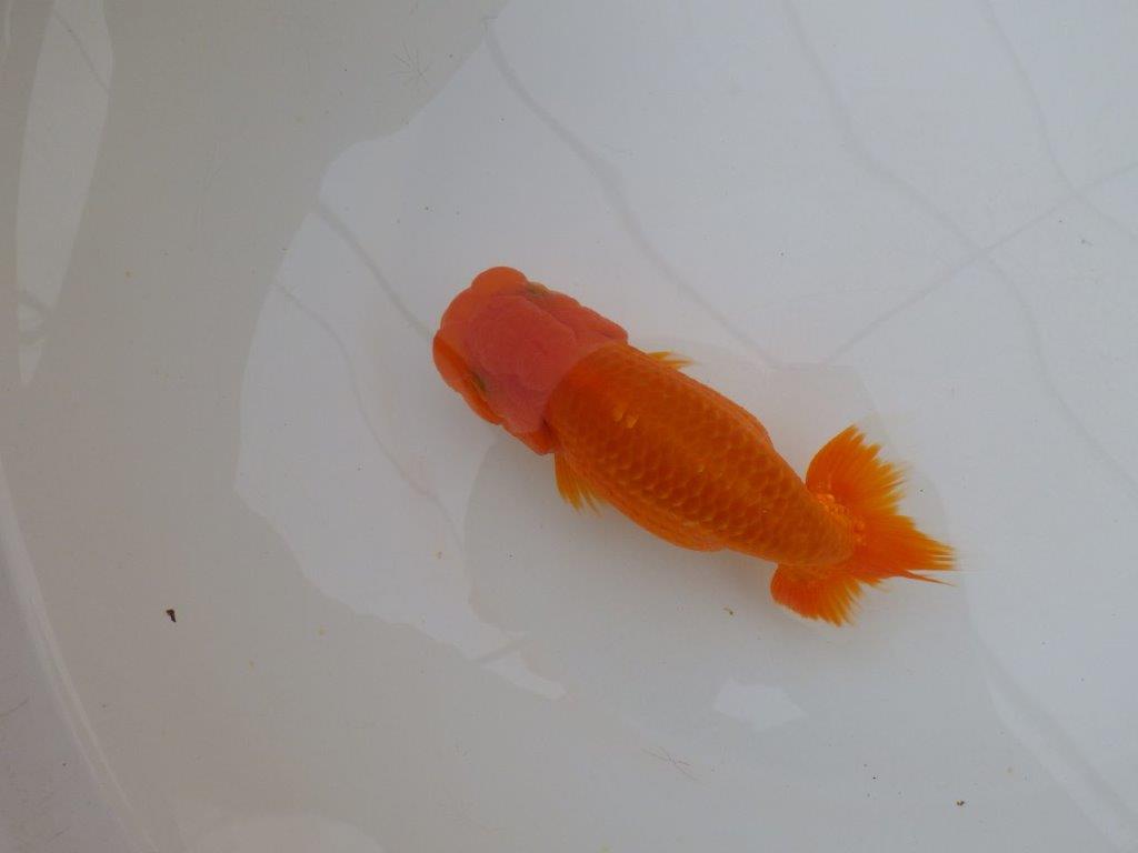 【岡山村上暢彦氏作】頭が良く尾の雰囲気も良いらんちゅう　明け弐歳魚　 　約15㎝　メス？