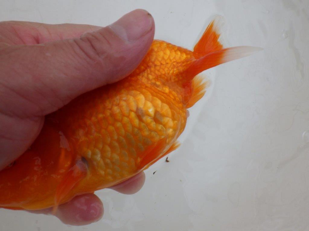 【岡山村上暢彦氏作】頭が良く尾の雰囲気も良いらんちゅう　明け弐歳魚　 　約15㎝　メス？