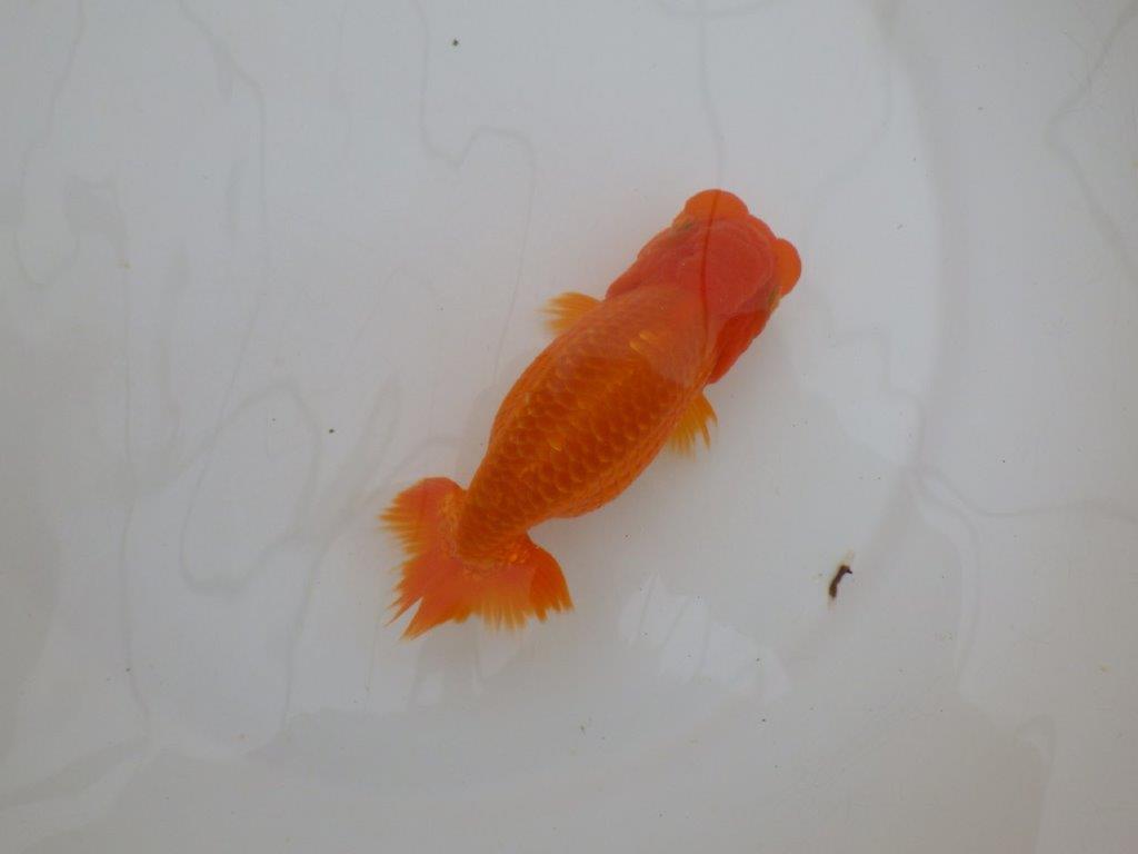 【岡山村上暢彦氏作】頭が良く尾の雰囲気も良いらんちゅう　明け弐歳魚　 　約15㎝　メス？