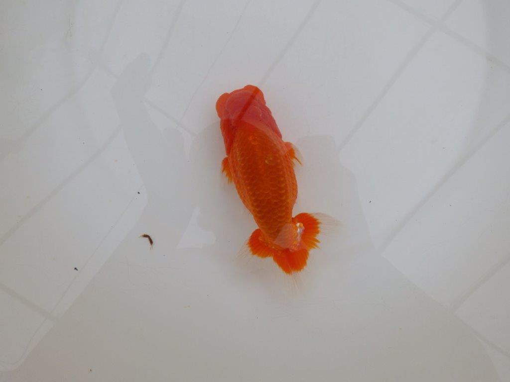 【岡山村上暢彦氏作】尾の雰囲気が素晴らしいらんちゅう　明け弐歳魚　 　約15㎝　オス？